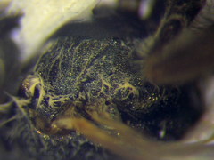 Halictus vestitus