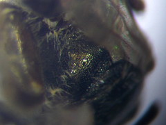 Halictus vestitus