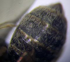 Halictus vestitus