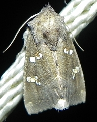 Papaipema nebris