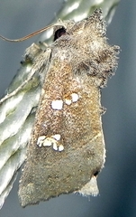 Papaipema nebris