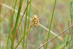 Carex magellanica