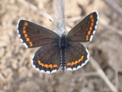 Aricia chinensis