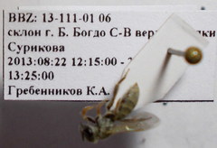Halictus vestitus