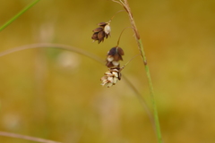 Carex limosa