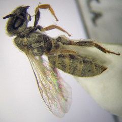 Halictus vestitus