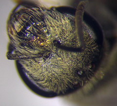 Halictus vestitus