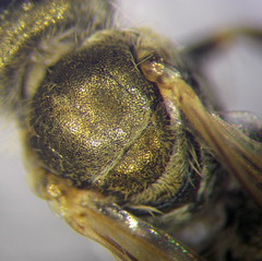 Halictus vestitus