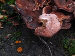 Fungi