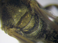 Halictus vestitus