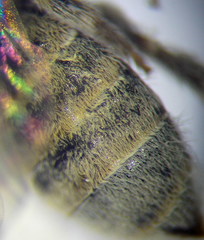 Halictus vestitus