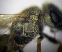 Halictus vestitus