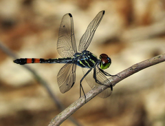 Agrionoptera sexlineata