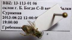 Halictus vestitus