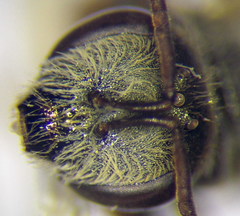Halictus vestitus