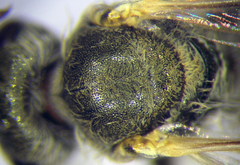 Halictus vestitus