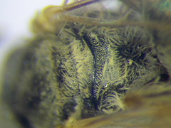 Halictus vestitus