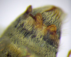 Halictus vestitus