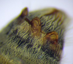 Halictus vestitus