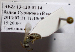 Halictus vestitus