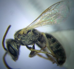 Halictus vestitus