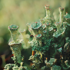 Cladonia borealis