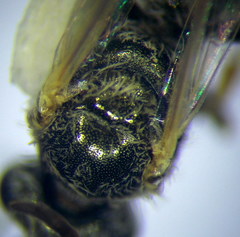 Halictus vestitus