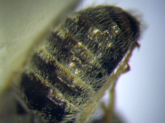 Halictus vestitus