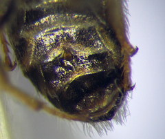 Halictus vestitus