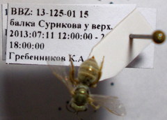 Halictus vestitus