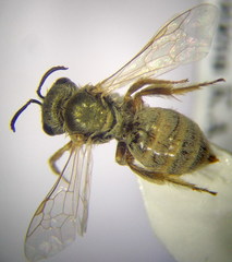 Halictus vestitus