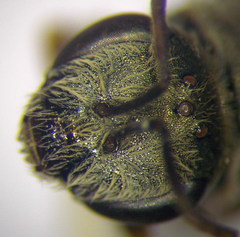 Halictus vestitus