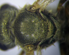 Halictus vestitus