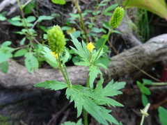 Ranunculus pensylvanicus