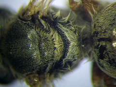 Halictus vestitus