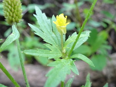 Ranunculus pensylvanicus