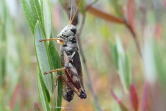 Melanoplus fasciatus