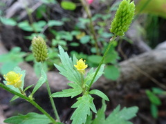 Ranunculus pensylvanicus