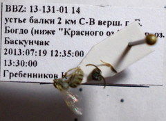 Halictus vestitus