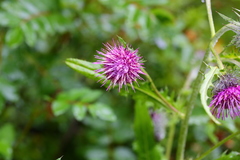 Cirsium edule