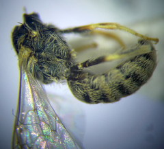 Halictus vestitus