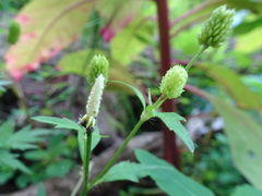 Ranunculus pensylvanicus