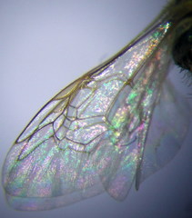 Halictus vestitus