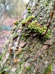 Plenogemma phyllantha