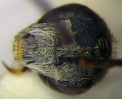 Halictus vestitus