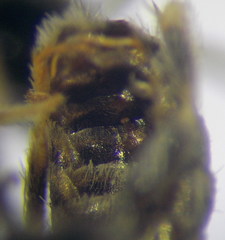Halictus vestitus