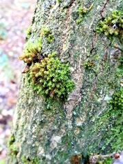 Plenogemma phyllantha