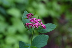 Spiraea splendens splendens