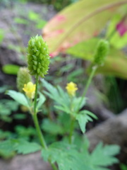 Ranunculus pensylvanicus