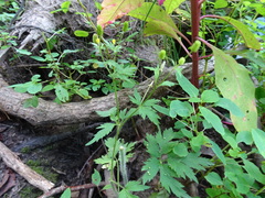 Ranunculus pensylvanicus